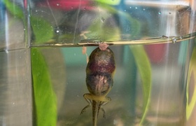 November - Journal Entries