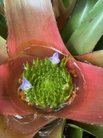 A cheeky visit to ceramicos exhibition and pottery market. Girls had fun collecting the fallen petals around the gardens and we did some pond research.