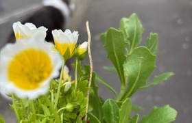 October - Journal Entries