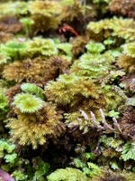 Day four: Stewart island - Rakiora Back to back walks, we caught a pukey ferry to Stewart island, had the best fish and chips at the pub with Trish and Alan and then started the tramp. So warm and easy walk to port William. Let the kiwi search begin…