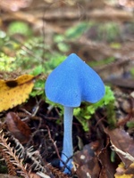 Day five: Rakiora’s mud mile… wasn’t too bad. Got to northern arm hut early afternoon in time for a quick dip and snooze. Enjoyed the last of the red wine too