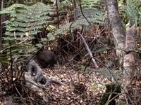 Day six: last day of the Rakiora walk so we got up super early (left by 7am) in the hopes of seeing kiwi! And we weren’t disappointed. Three!!! One teenager and two huge adults. Just magical. A drink and oysters in bluff