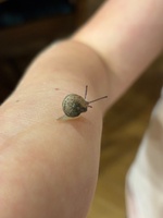 Naughty snails eating my dahlias