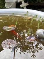 The summer that never ends…