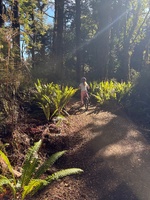 Te Ara mangawhero bike trail with the kids. 16km all up from the house. They all did awesome.