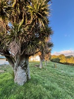 Another morning stroll before porridge and ferry home. I want to love on an island. What a magical place.