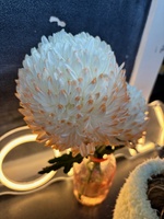 Olive’s team won the grade! And Iris’s team won too.