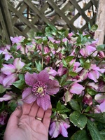 A spot of late winter gardening. Best time to make my compost bags as there is lots of brown waste (leaves) and not too many green!