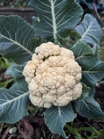 A spot of late winter gardening. Best time to make my compost bags as there is lots of brown waste (leaves) and not too many green!