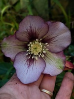 A spot of late winter gardening. Best time to make my compost bags as there is lots of brown waste (leaves) and not too many green!