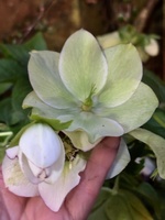 A spot of late winter gardening. Best time to make my compost bags as there is lots of brown waste (leaves) and not too many green!