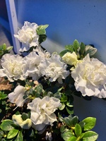 A spot of late winter gardening. Best time to make my compost bags as there is lots of brown waste (leaves) and not too many green!