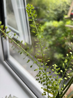 Dumpster flowers! Jo and I found a whole pile in their bin by accident and now are enjoying a few bunches around the house.