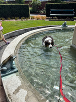 Thorndon street fair… nice food, Zorro behaved until the fountain and a nice stroll through the botanicals.