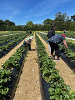 Penray strawberry picking with nandad. Sure hot day and busy!