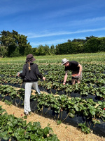 Penray strawberry picking with nandad. Sure hot day and busy!