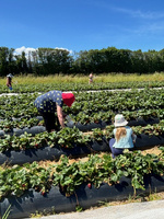 Penray strawberry picking with nandad. Sure hot day and busy!