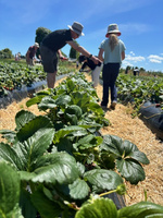 Penray strawberry picking with nandad. Sure hot day and busy!