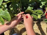 Penray strawberry picking with nandad. Sure hot day and busy!