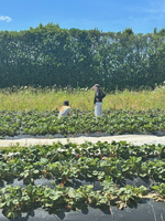 Penray strawberry picking with nandad. Sure hot day and busy!
