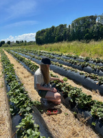 Penray strawberry picking with nandad. Sure hot day and busy!