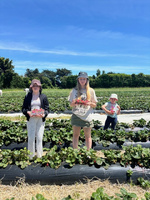 Penray strawberry picking with nandad. Sure hot day and busy!