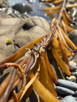 Had a lovely morning driftwood collection and wonder along Makara beach.