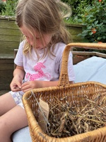 Sweet pea seed collection on the calmest Wellington evening. Just glorious!