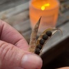 Sweet pea seed collection on the calmest Wellington evening. Just glorious!