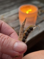 Sweet pea seed collection on the calmest Wellington evening. Just glorious!