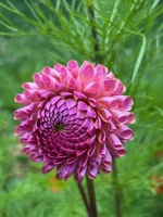 Dahlias and wildflowers!