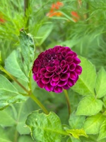 Dahlias and wildflowers!