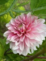 Dahlias and wildflowers!