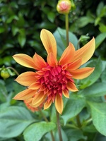 Dahlias and wildflowers!