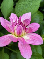 Dahlias and wildflowers!