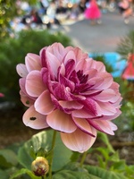 Botanical gardens for music, a boogie & family fun before the cousins fly home.