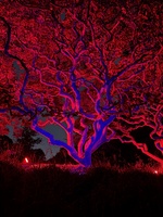 Botanical gardens for music, a boogie & family fun before the cousins fly home.