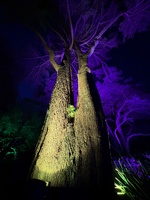 Botanical gardens for music, a boogie & family fun before the cousins fly home.