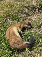 Skyline walk with the whole fam damily. Juni’s first 14km walk! Finished with a milkshake and a dip in Khandallah, strangely I was the only one? Not another soul in the water… bliss
