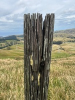 Skyline walk with the whole fam damily. Juni’s first 14km walk! Finished with a milkshake and a dip in Khandallah, strangely I was the only one? Not another soul in the water… bliss