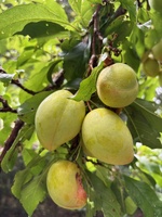 An easy 4km bike ride to wainui reserve and a wander through the park to the lookout point. Foraged some green bum = plum fruit and a bouquet of wild flowers and a local sour dough for lunch. Beach dip followed by a cocktail sip for Lana’s birthday.
