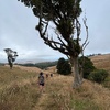 Mt karioi challenge completed! 2 hour up 4km, 560m elevation gain! 1hr down. Tired! So had a sleep on the beach. Olive did amazing! We may have stopped for a cheeky burrito after.