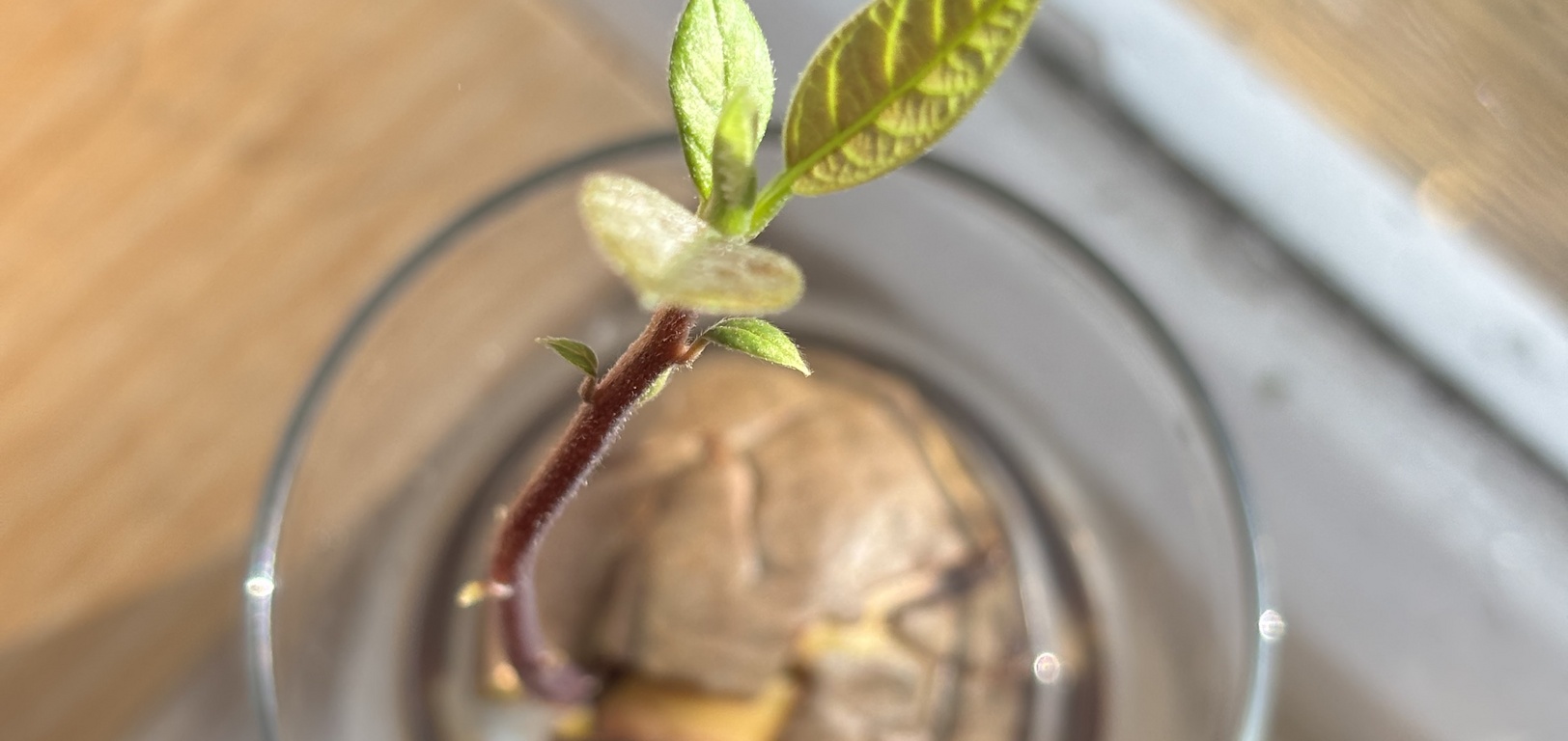 Iris’s baby avo tree continues to surprise us
