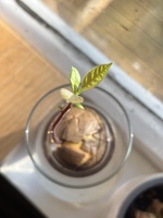 Iris’s baby avo tree continues to surprise us