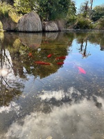 A wandering with a smoothie around sulphur point
