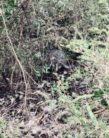 Tarawera trail 15km walk. The biggest day walk we have done as a family. Amazing moss ground cover, wallabies, rainbow trout, ponga forests, lake views, mushrooms! And a hot water feet soak at the end. Bliss. Plus a boat ride back.