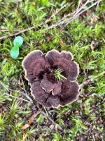Tarawera trail 15km walk. The biggest day walk we have done as a family. Amazing moss ground cover, wallabies, rainbow trout, ponga forests, lake views, mushrooms! And a hot water feet soak at the end. Bliss. Plus a boat ride back.