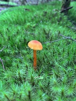 Tarawera trail 15km walk. The biggest day walk we have done as a family. Amazing moss ground cover, wallabies, rainbow trout, ponga forests, lake views, mushrooms! And a hot water feet soak at the end. Bliss. Plus a boat ride back.
