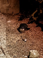 A stunning winters day for an overnight trip to somes (matiu) island. We walked around and found the lighthouse, gun emplacements, barracks, stables from a bygone era. No just after dust we were delighted with a a few little penguin encounters. Just magical.