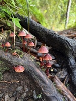 Iris’s birthday party tramp. One night in Jan’s hut with a few of her best mates. Mums came too.